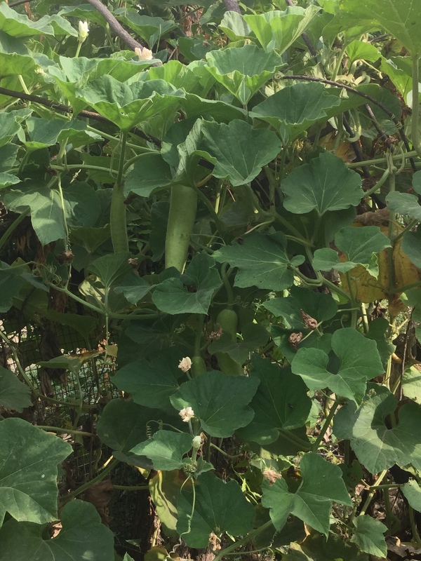lauki vine from summer now thriving in monsoon 600